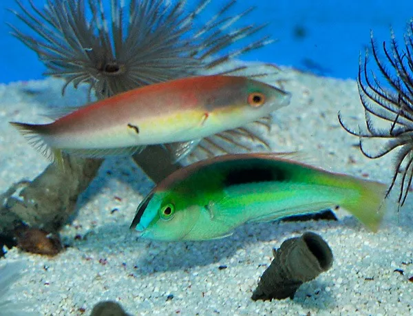 Pseudojuloides kaleidos (Pair) | All sizes