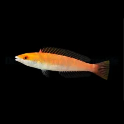 Pseudojuloides severnsi (female) | All sizes