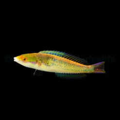 Pseudojuloides severnsi (male) | All sizes