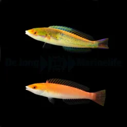 Pseudojuloides severnsi (Pair) | All sizes