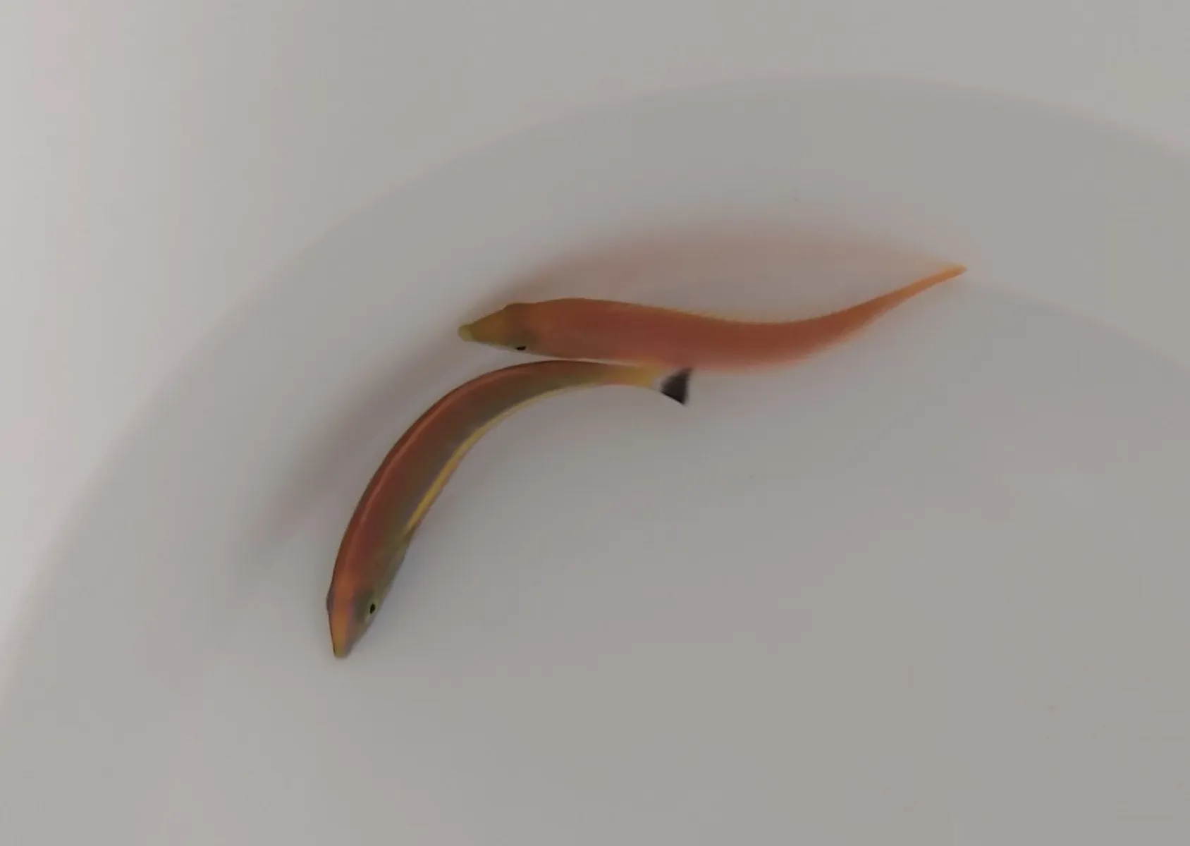 Pseudojuloides splendens (Pair) | All sizes