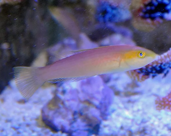 Pseudojuloides xanthomos (female) | All sizes