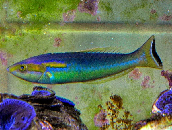 Pseudojuloides xanthomos (male) | All sizes