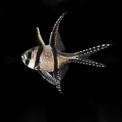 Pterapogon kauderni - DJM Bred | All sizes