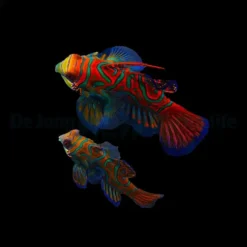 Pterosynchiropus splendidus (Blue) (Pair) | All sizes