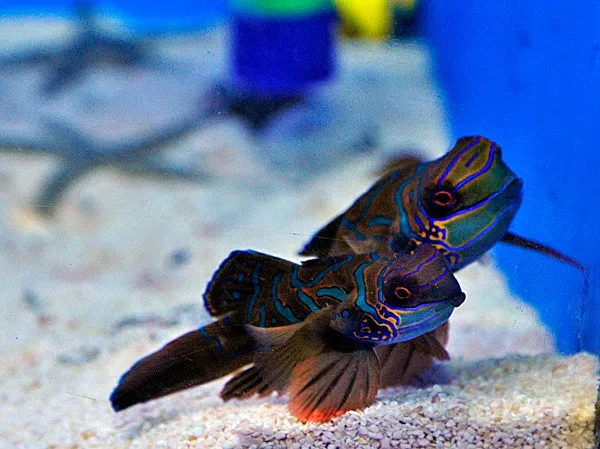 Pterosynchiropus splendidus (Red) (Pair) | All sizes