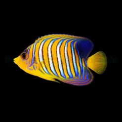 Pygoplites diacanthus (Red Sea) | L