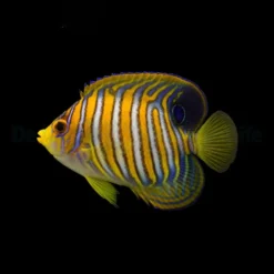 Pygoplites diacanthus (Pacific) | L