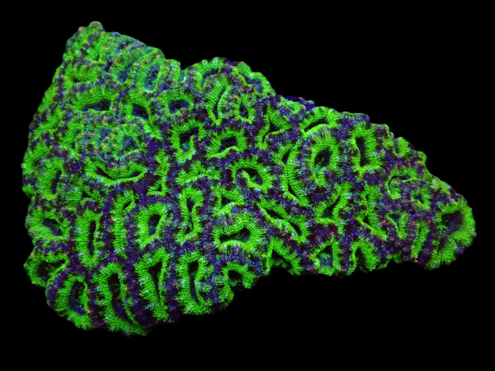 Acanthastrea lordhowensis (Green) (Premium) | S