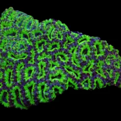 Acanthastrea lordhowensis (Green) (Premium) | XXL