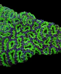 Acanthastrea lordhowensis (Green) (Premium) | L