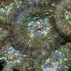 Rhodactis inchoata (Common) | XL