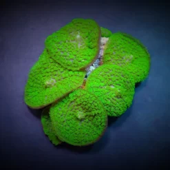 Rhodactis inchoata (Green) (Grade A) | M