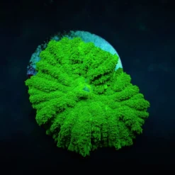 Rhodactis spp. (Green) (Grade A) (1 ear) | FRAG