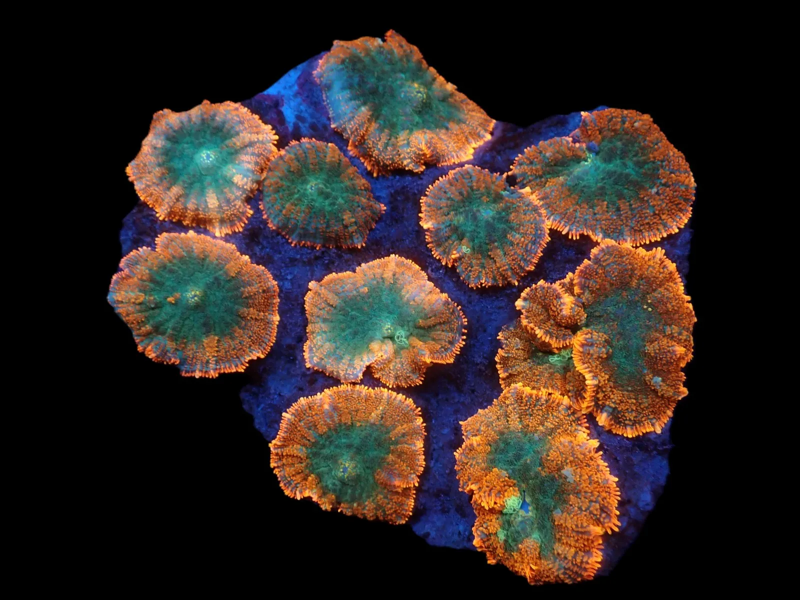 Rhodactis inchoata (Orange) (Premium) (per ear) | T