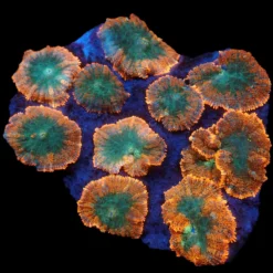 Rhodactis inchoata (Orange) (Premium) | L