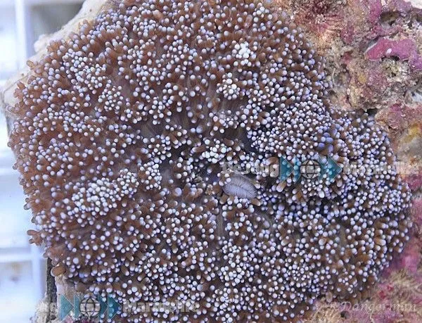 Rhodactis indosinensis (Blue) (per ear) | S
