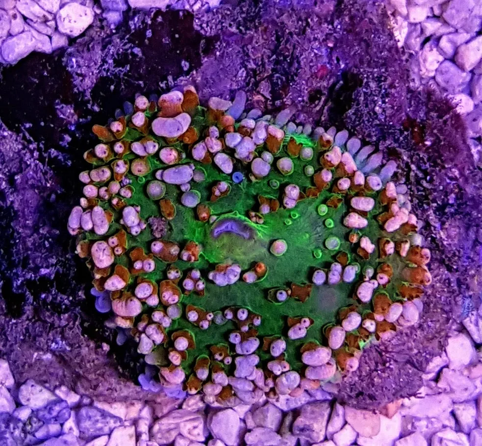 Rhodactis osculifera (Ultra) (per ear) | S
