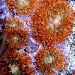 Rhodactis osculifera (Red) (per ear) | S