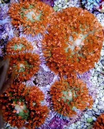 Rhodactis osculifera (Red) (per ear) | S