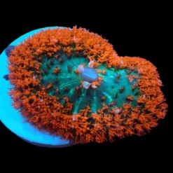 Rhodactis osculifera (Red) (Ultra) pb 135