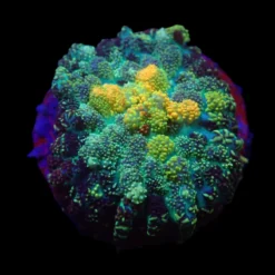 Rhodactis spp. (Grade A) (1 ear) | FRAG