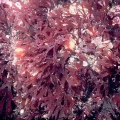 Rhodymenia spp. | M