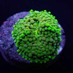 Ricordea florida (Green-Blue) (1 ear) | M