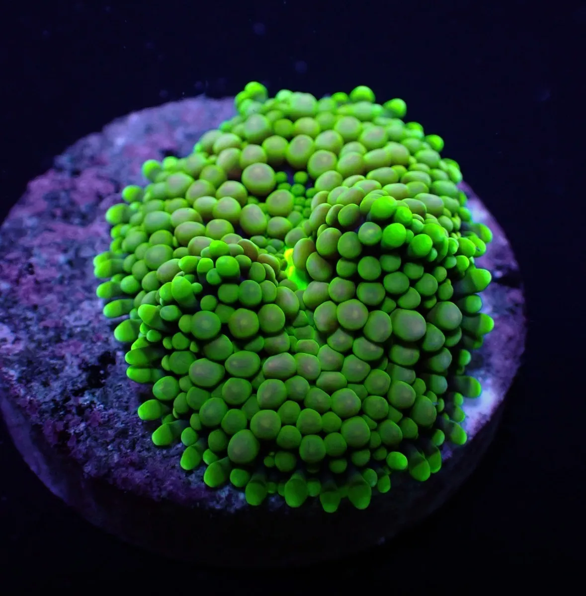 Ricordea florida (Green-Blue) (1 ear) | M