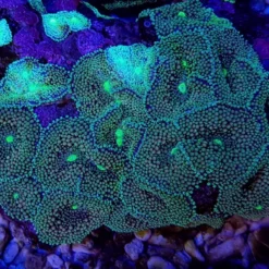 Ricordea florida (Green-Blue) (per ear) | S