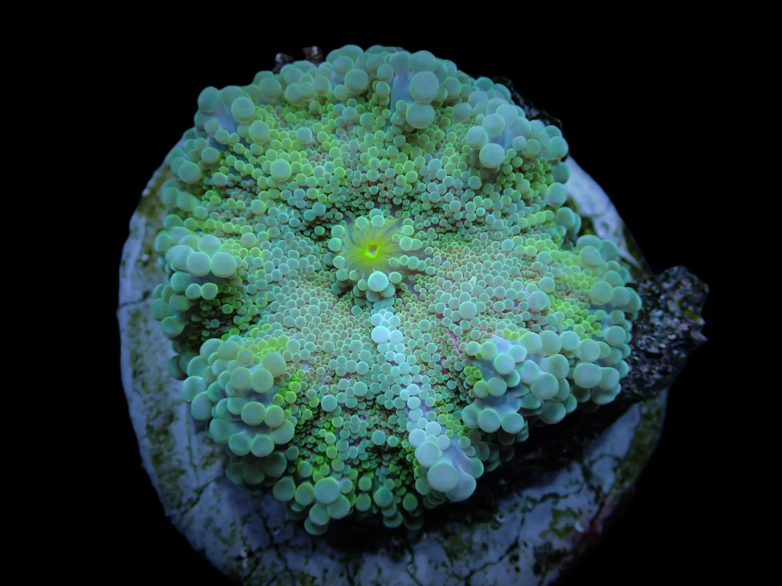 Ricordea yuma (Green) (1 ear) | FRAG