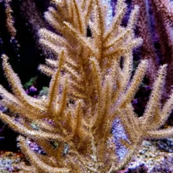 Rumphella spp. | M