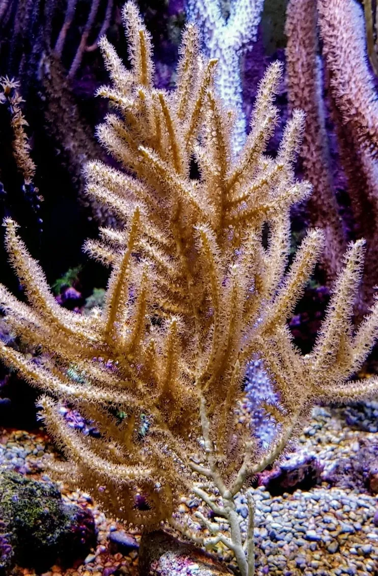 Rumphella spp. | L