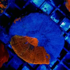 Scolymia australis (Superman) | M