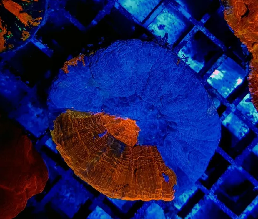 Scolymia australis (Superman) | M