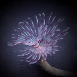 Sabellastarte spp. (Red-White) | M
