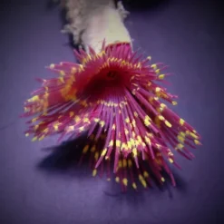 Sabellastarte spp. (Special) | M