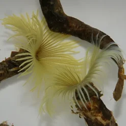 Sabellastarte spp. (Yellow) | M