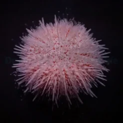 Salmacis spp. (Pink Lady) | All sizes