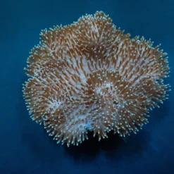 Sarcophyton spp. | XL
