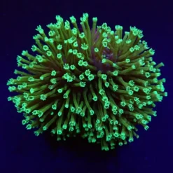 Sarcophyton spp. (Fluor Green) | S