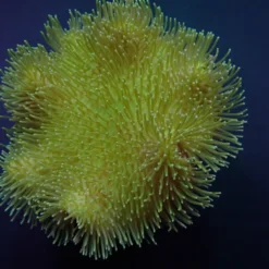 Sarcophyton spp. (Yellow) | L