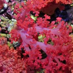 Scleronephthya spp. | T