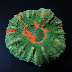 Scolymia australis (Bleeding Apple) (Grade B) | S