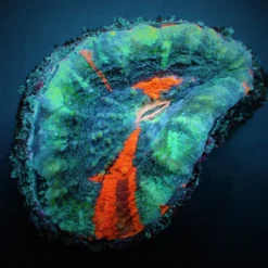 Scolymia australis (Damaged) | M