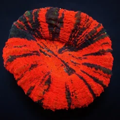Scolymia australis (War Paint) | S