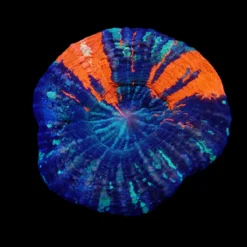 Scolymia australis (War Paint) (Grade B) | XL