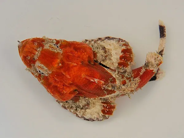 Scorpaena spp. | XL