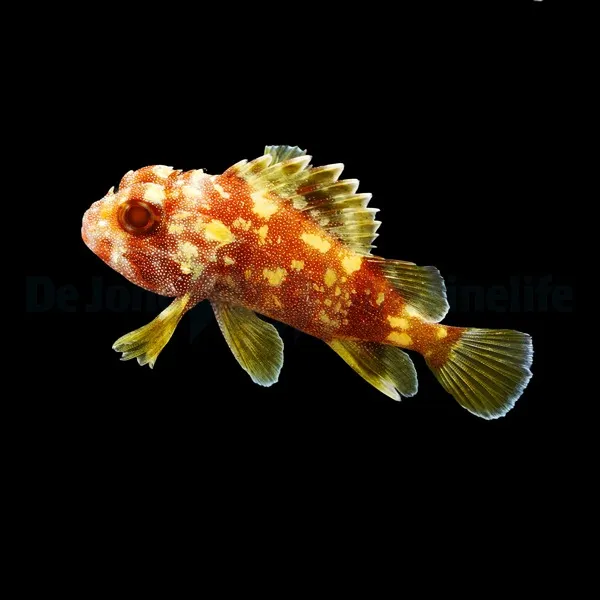 Sebastapistes cyanostigma | All sizes