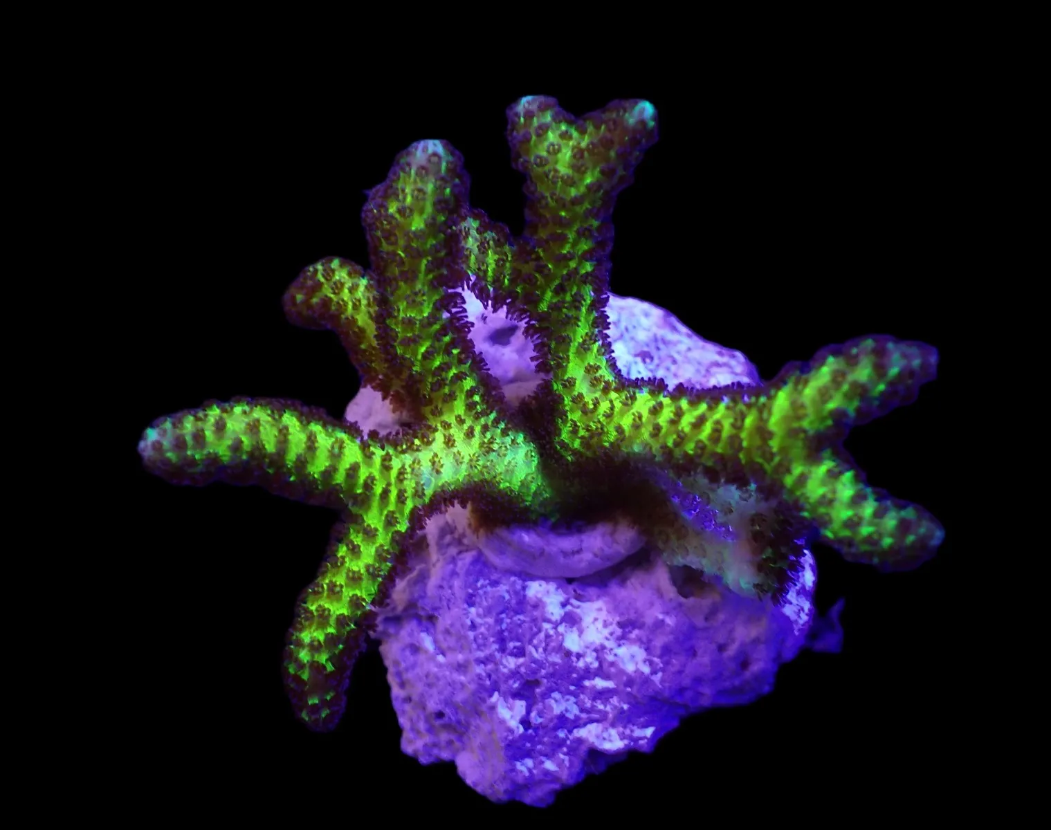 Seriatopora guttatus (Bird of Paradise) (frag) | FRAG